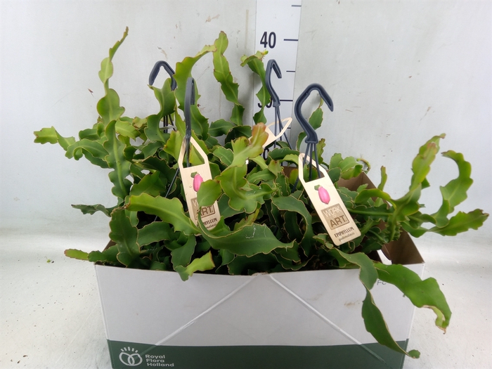 <h4>Epiphyllum guatem. var. monstrosa</h4>