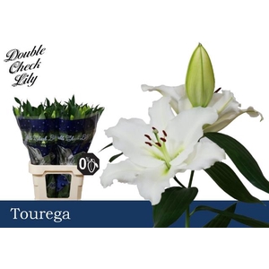 LI OR TOUREGA