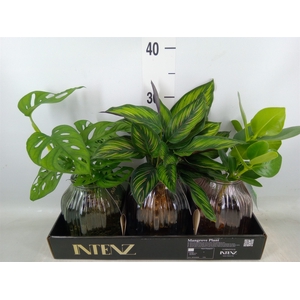 Planten  ..mix