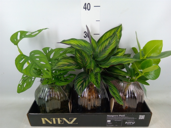<h4>Planten  ..mix</h4>