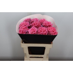 Brassica (fr) Wx Roze