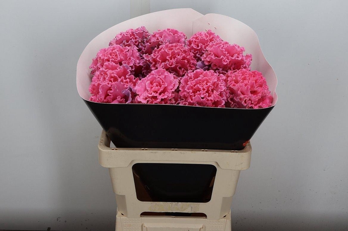 <h4>Brassica (fr) Wx Roze</h4>