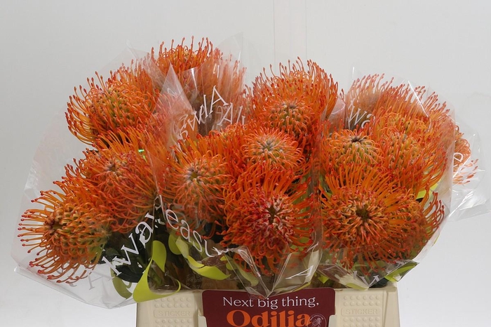 <h4>Nutans Ayoba Sun</h4>