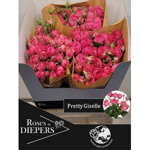 R TR PRETTY GISELLE!