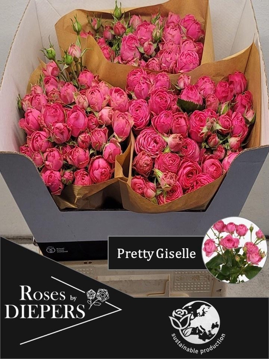 <h4>R TR PRETTY GISELLE!</h4>