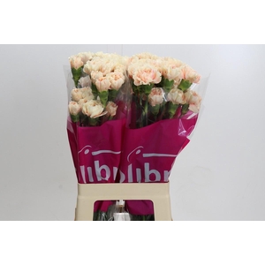 Dianthus St Apple Tea