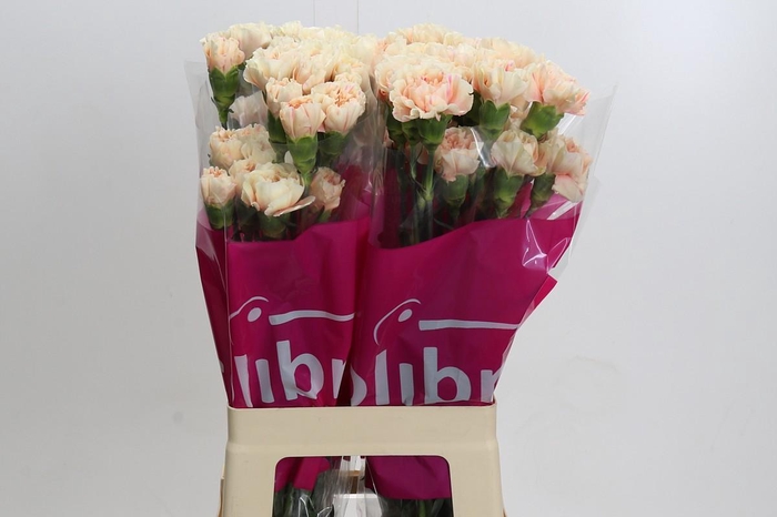 <h4>Dianthus St Apple Tea</h4>