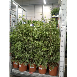Ficus benja. 'Golden King'