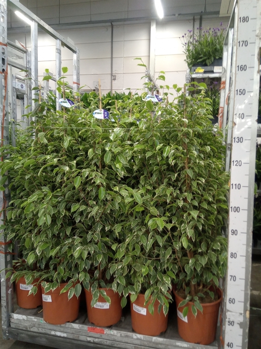 <h4>Ficus benja. 'Golden King'</h4>