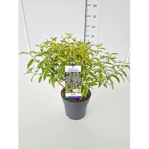 Caryopteris x clandonensis