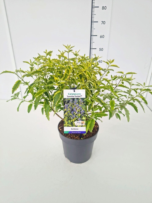 <h4>Caryopteris x clandonensis</h4>
