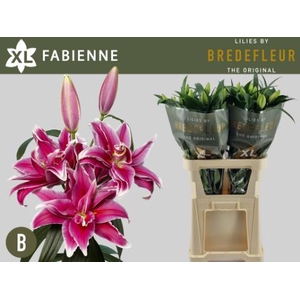 LI OR DU FABIENNE