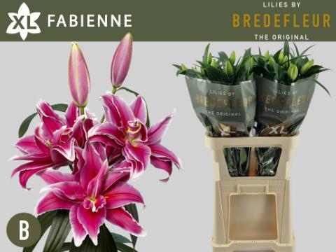 <h4>LI OR DU FABIENNE</h4>