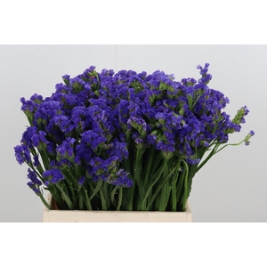 Statice Crystal Dark Blue