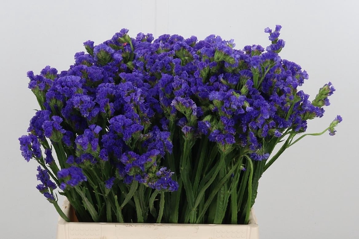 <h4>Statice Crystal Dark Blue</h4>