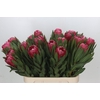 Protea Brenda