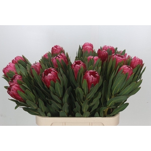 Protea Brenda