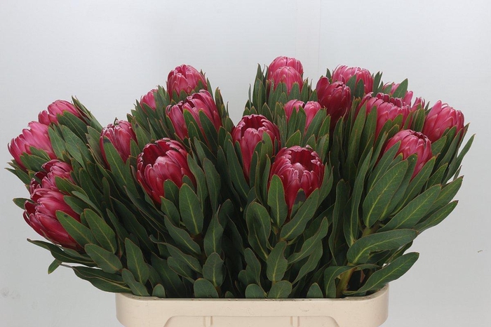 <h4>Protea Brenda</h4>
