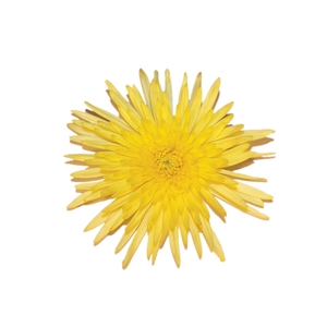 ANASTASIA DARK SUNNY 070 CM AMARELO