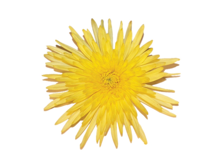 <h4>ANASTASIA DARK SUNNY 070 CM AMARELO</h4>