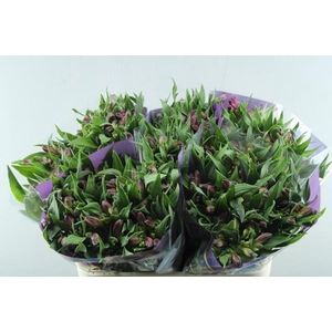 Alstr Casanova (cerise)