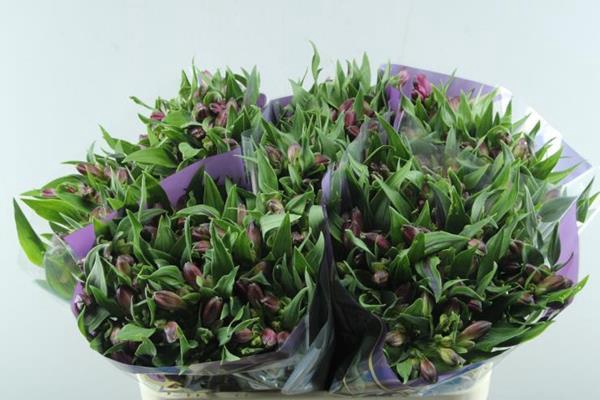 <h4>Alstr Casanova (cerise)</h4>