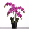 AF Phalaen x5 pot 66cm Purple