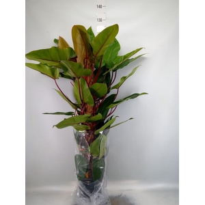Philodendron  'Red Emerald'