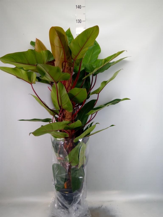 <h4>Philodendron  'Red Emerald'</h4>