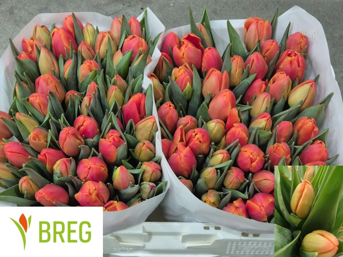 <h4>TU DU ICOON</h4>