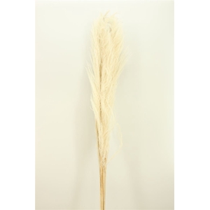 Dried Cortaderia 160cm Bleached (5pcs) Bunch