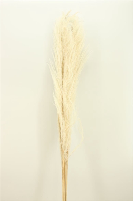 <h4>Dried Cortaderia 160cm Bleached (5pcs) Bunch</h4>