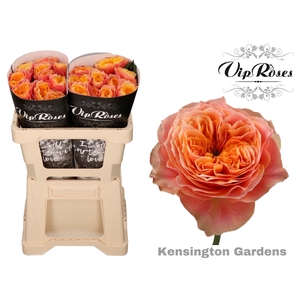 R GR KENSIN GARDENS! x 20
