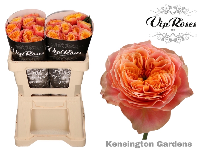 R GR KENSIN GARDENS! x 20