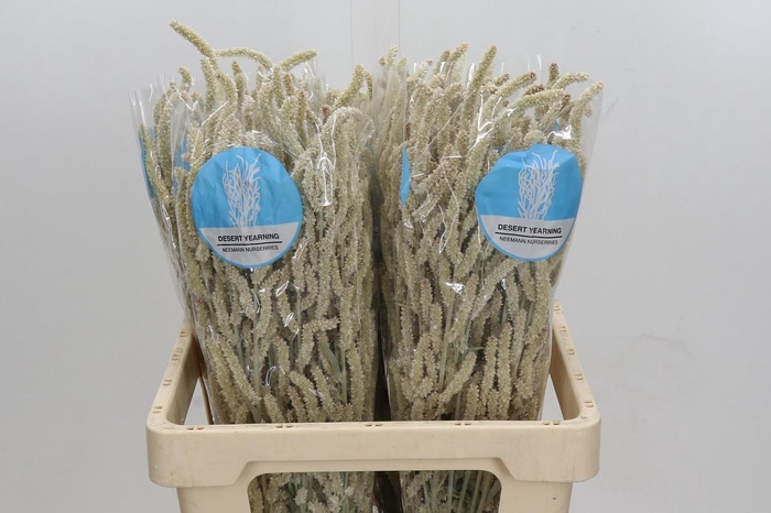 <h4>Amaranthus Yearming Desert</h4>