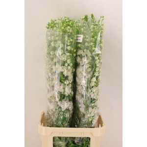 DELPH DU AURORA WHIT