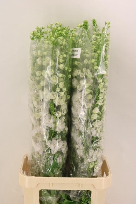 <h4>DELPH DU AURORA WHIT</h4>