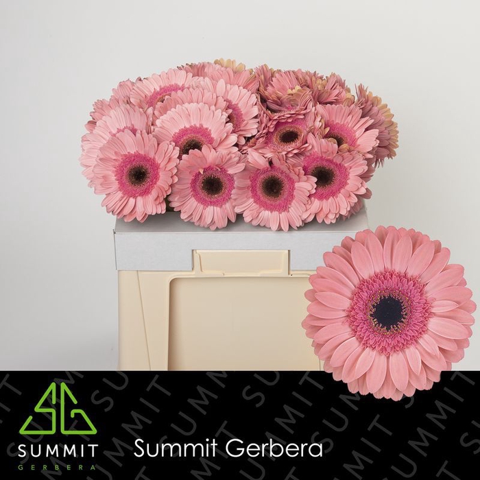 <h4>Gerbera Debut Water</h4>