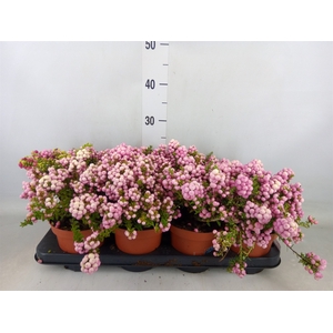 Gaultheria   ...rose berry