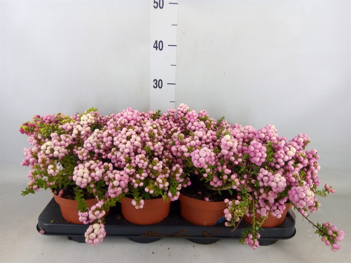 <h4>Gaultheria   ...rose berry</h4>