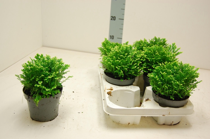 <h4>SELAG M JORI</h4>