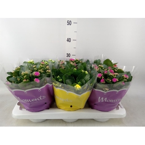 Kalanchoe blos.   ..rosebud mix  4