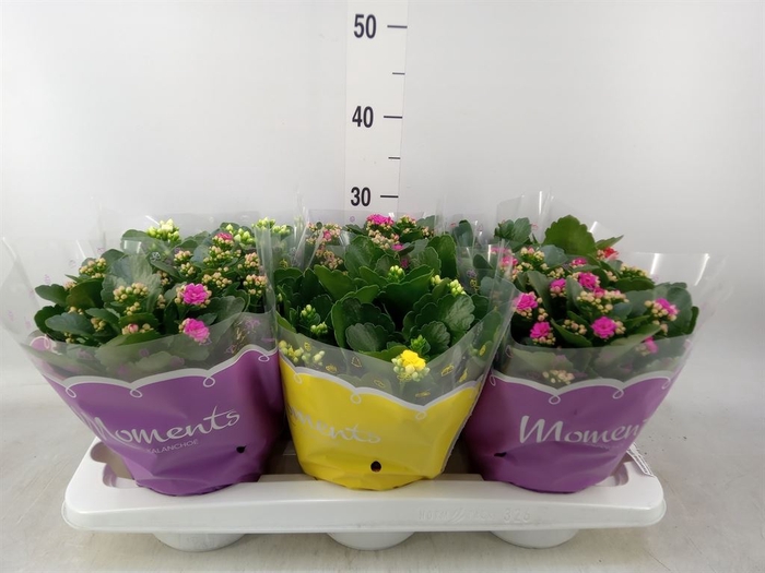 <h4>Kalanchoe blos.   ..rosebud mix  4</h4>