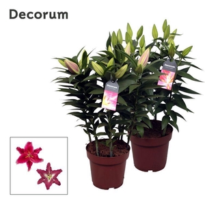 Lilium Oriental Pink 19cm full CC