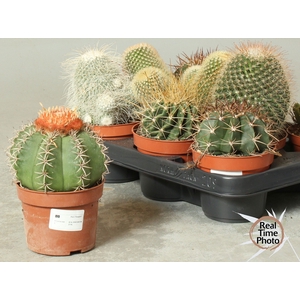 CACTUS OV