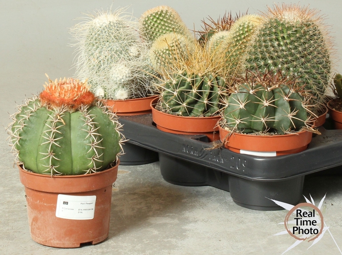 <h4>CACTUS OV</h4>