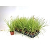 Carex hachijoensis Evergold