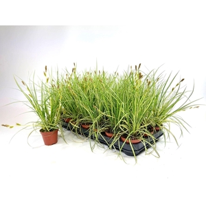 Carex hachijoensis Evergold