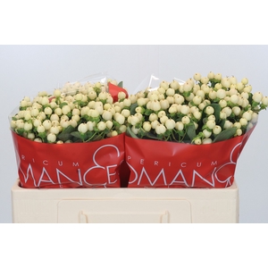 Hypericum Cool Romance
