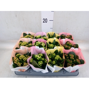 Kalanchoe blos.   ..rosebud mix  4